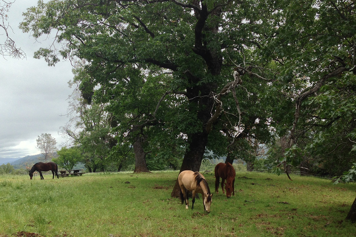 Photo of Horses Grazing at Murphy Ranch